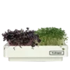 Microgreens Station ohne Wachstums Lampe