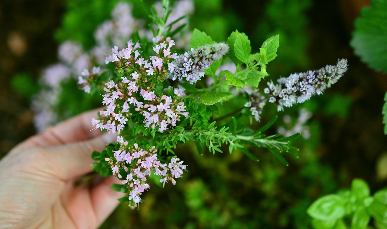 culinary herbs, herbs flowers, garden, aromatic, aroma, herbal fragrance, herbs, aromatic plant, garden herbs, nature, kitchen garden